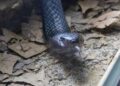 Parque de Cabárceno jornada de concienciación sobre las serpientes