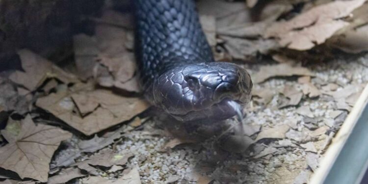 Parque de Cabárceno jornada de concienciación sobre las serpientes