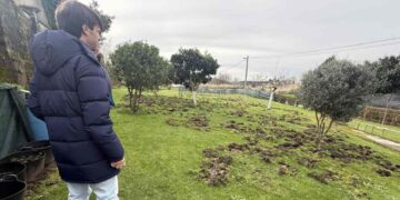 Jabalíes en Torres, Duález y Caseríos