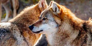 Plan de Gestión del Lobo
