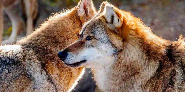 Plan de Gestión del Lobo