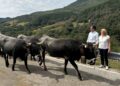 ayudas a 3.012 ganaderos de vacuno de carne