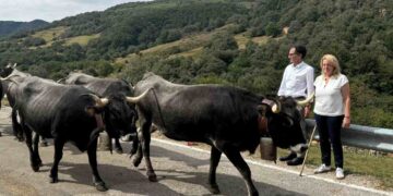 ayudas a 3.012 ganaderos de vacuno de carne