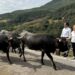 ayudas a 3.012 ganaderos de vacuno de carne