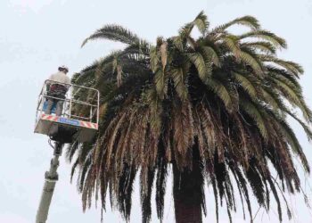 Palmeras San Vicente de la Barquera