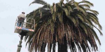 Palmeras San Vicente de la Barquera