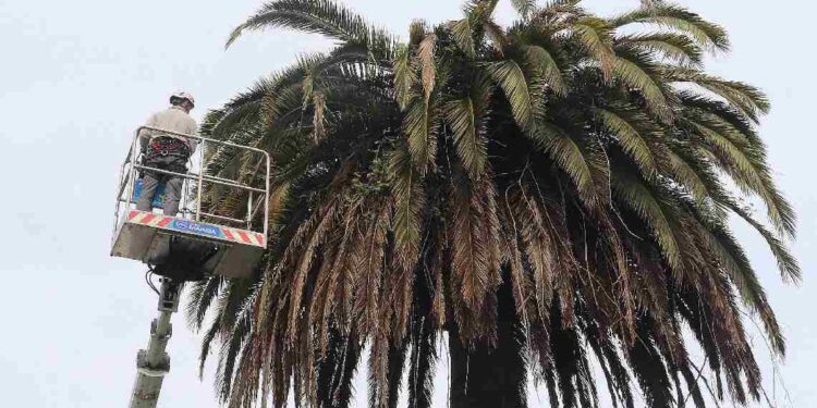 Palmeras San Vicente de la Barquera