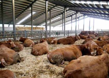 Financiación de la ganadería ecológica