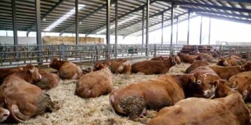 Financiación de la ganadería ecológica