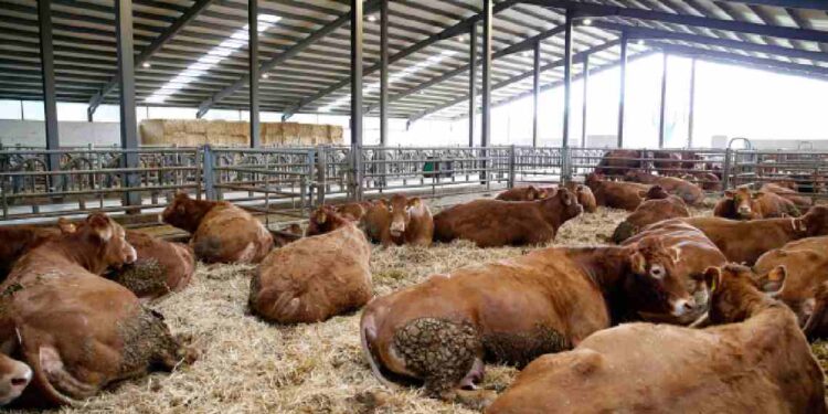 Financiación de la ganadería ecológica