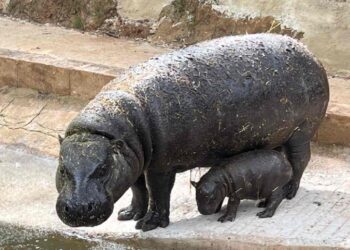 Nace un hipopótamo pigmeo en Cabárceno