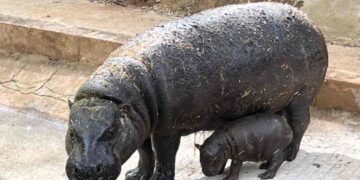 Nace un hipopótamo pigmeo en Cabárceno