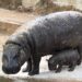 Nace un hipopótamo pigmeo en Cabárceno