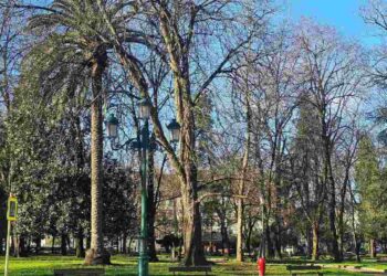 Mantenimiento del arbolado