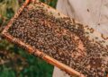 programa CULTIVA en la explotación apícola Abeja Negra