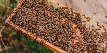 programa CULTIVA en la explotación apícola Abeja Negra