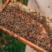 programa CULTIVA en la explotación apícola Abeja Negra