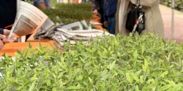 Vecinos recogen plantas de tomate durante el reparto popular