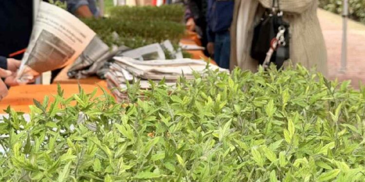 Vecinos recogen plantas de tomate durante el reparto popular