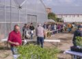 plantones de tomate