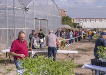 plantones de tomate