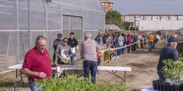 plantones de tomate
