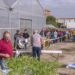 plantones de tomate