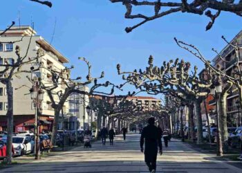 estado y riesgo del arbolado de la Avenida de España