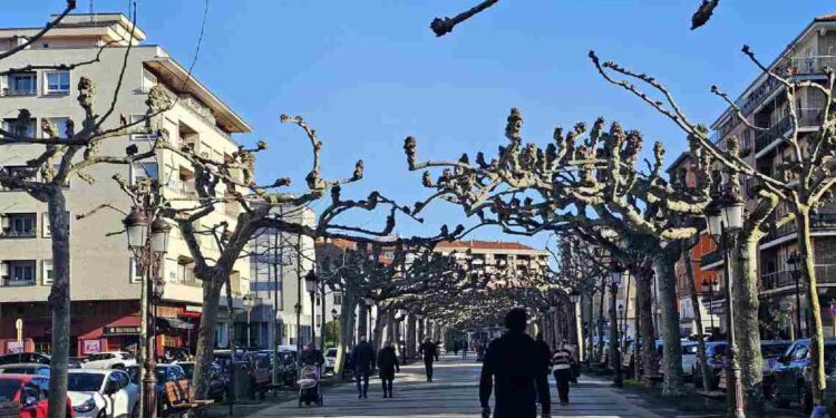 estado y riesgo del arbolado de la Avenida de España