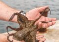 Pesca recreativa del pulpo