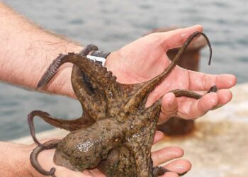 Pesca recreativa del pulpo