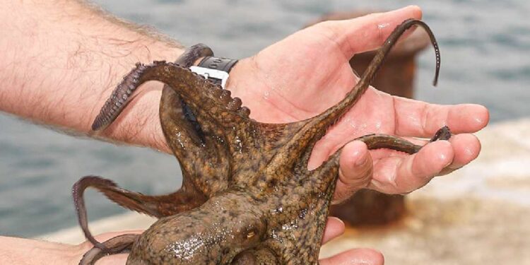 Pesca recreativa del pulpo