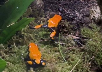 ranas amazónicas