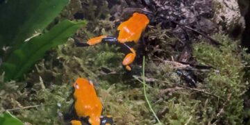 ranas amazónicas