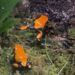 ranas amazónicas