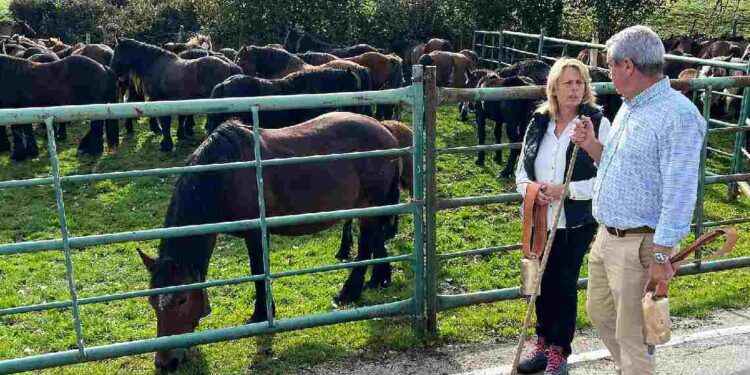 Dermatosis Nodular Contagiosa