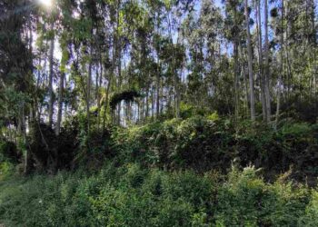 Elevado riesgo de incendios en los montes