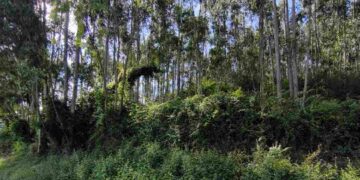 Elevado riesgo de incendios en los montes