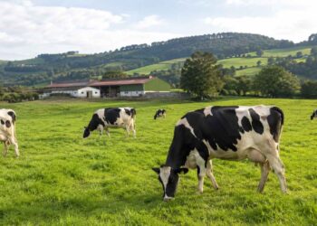 INLAC Cree que se necesitan mas vacas en España