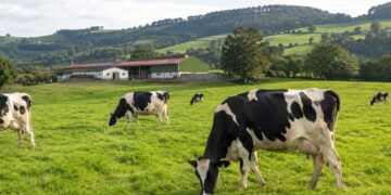 INLAC Cree que se necesitan mas vacas en España