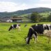 INLAC Cree que se necesitan mas vacas en España