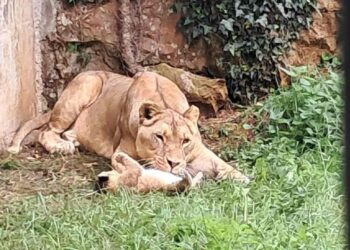 Nacimiento León africano cabárceno