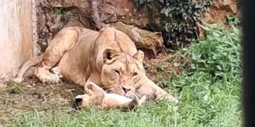 Nacimiento León africano cabárceno
