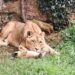 Nacimiento León africano cabárceno