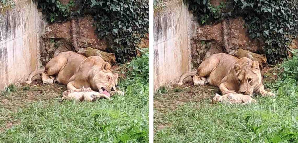 nacimiento león africano cabárceno