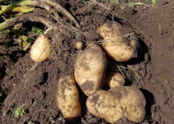 Patata de Valderredible