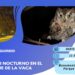Safari nocturno