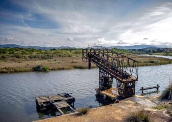 Aves muertas en la ría de San Martín