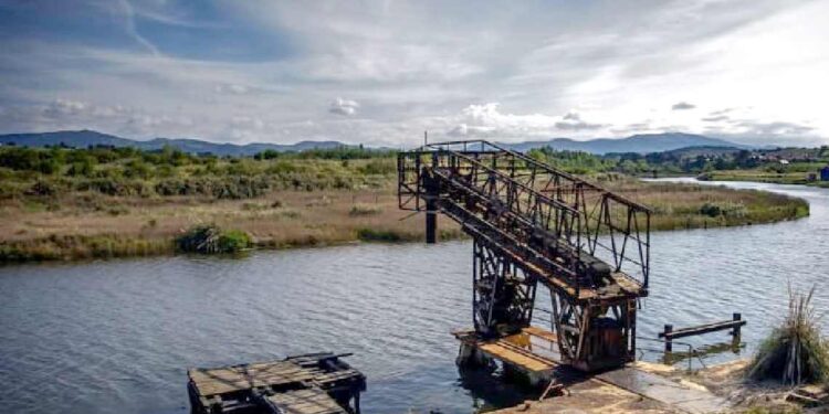 Aves muertas en la ría de San Martín