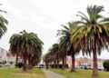 cirugías palmeras San Vicente de la Barquera